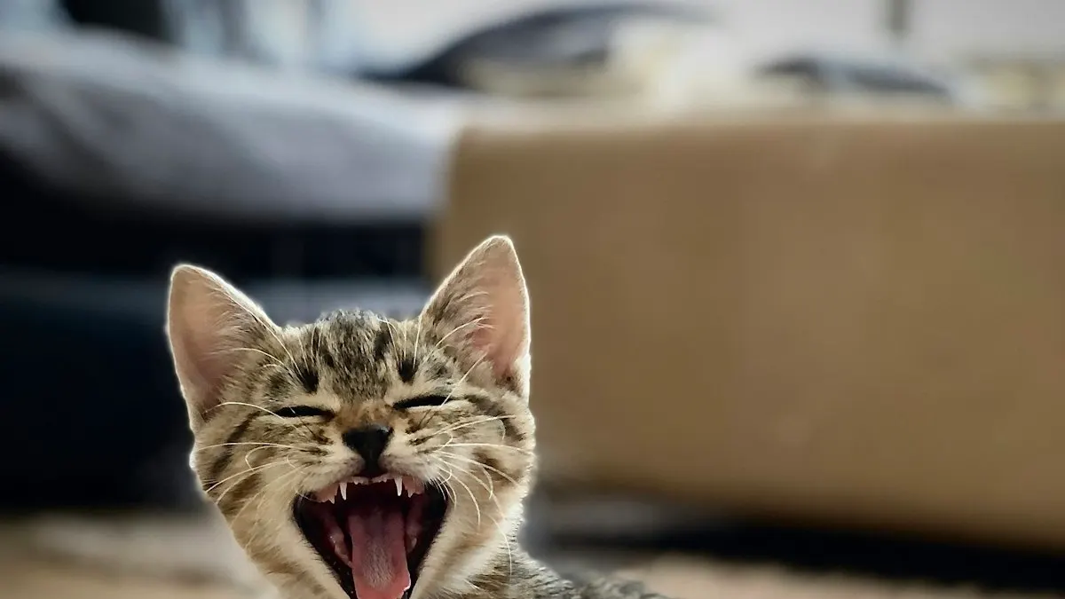 8 Signs Your Cat Is in Pain (And Why Cats Hide It So Well) — NUZZLE pet health article
