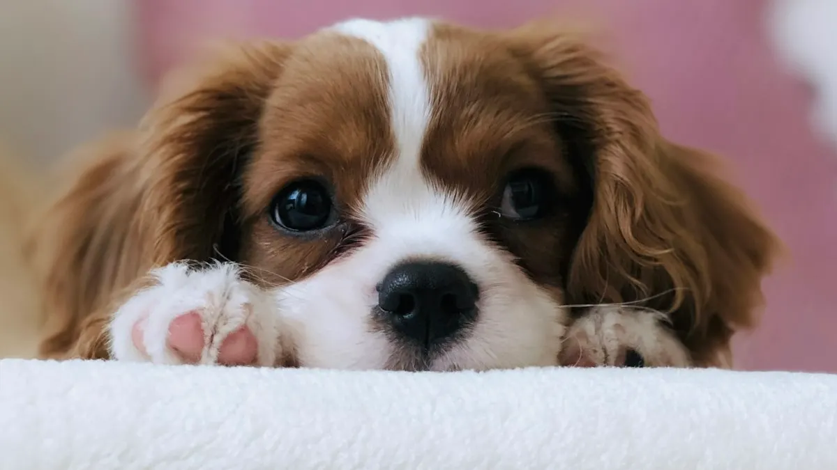 Behavior & Nutrition — NUZZLE veterinary care