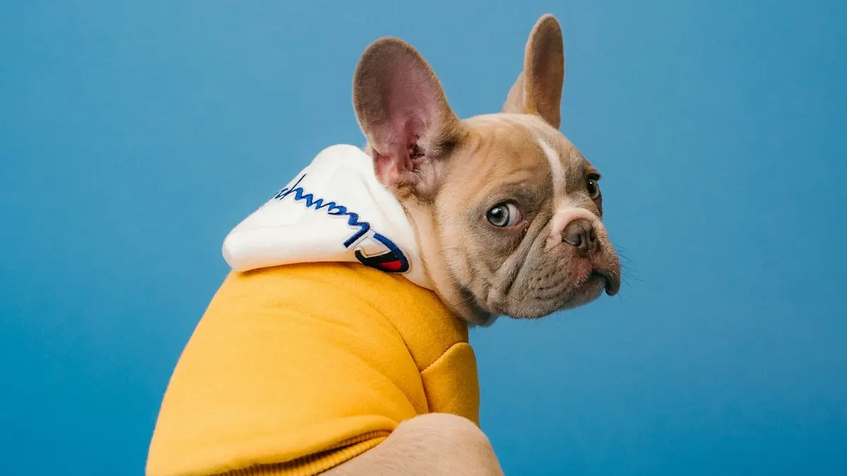 Dental Care — NUZZLE veterinary care