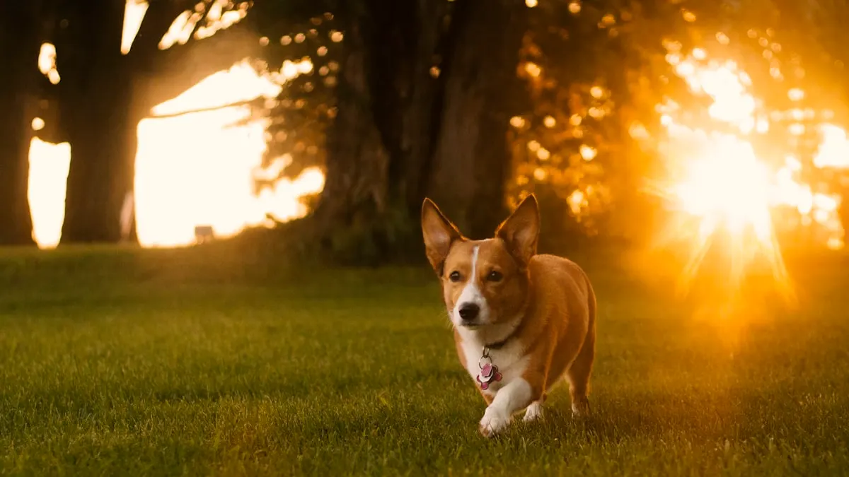Diagnostics & Imaging — NUZZLE veterinary care