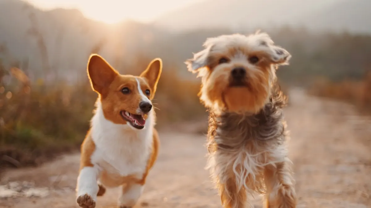 Urgent Care — NUZZLE veterinary care