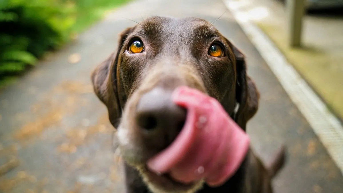 Wellness & Vaccines — NUZZLE veterinary care