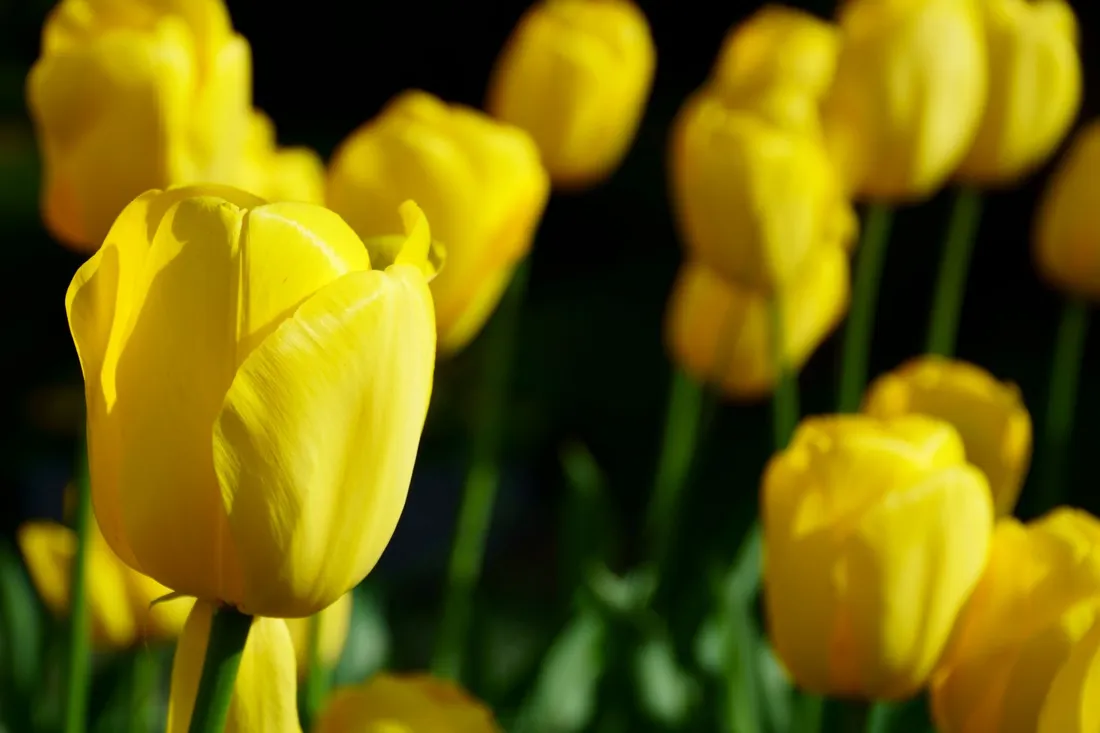 A close-up of yellow tulips in the sun