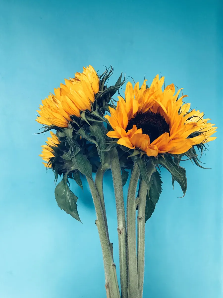 A sunflower bouquet