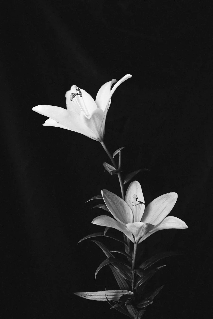 White lily flowers