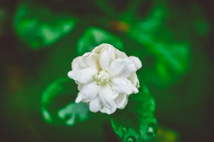 Jasmine, one of the absolutes used across PLUME's floral family