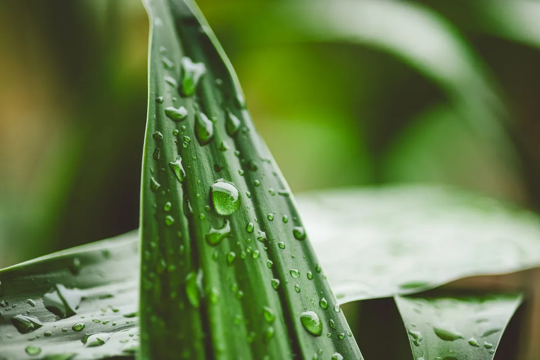 Dew on a green leaf evoking Rosée du Matin