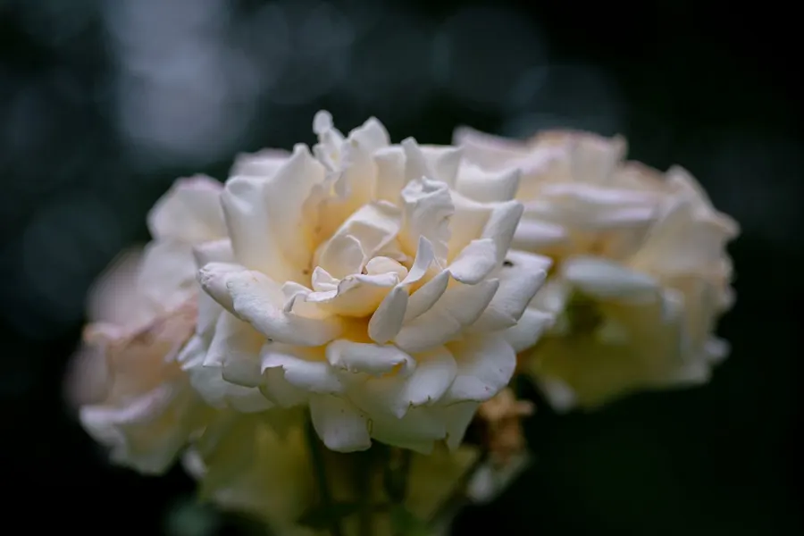 A blooming flower evoking a fragrance's heart notes