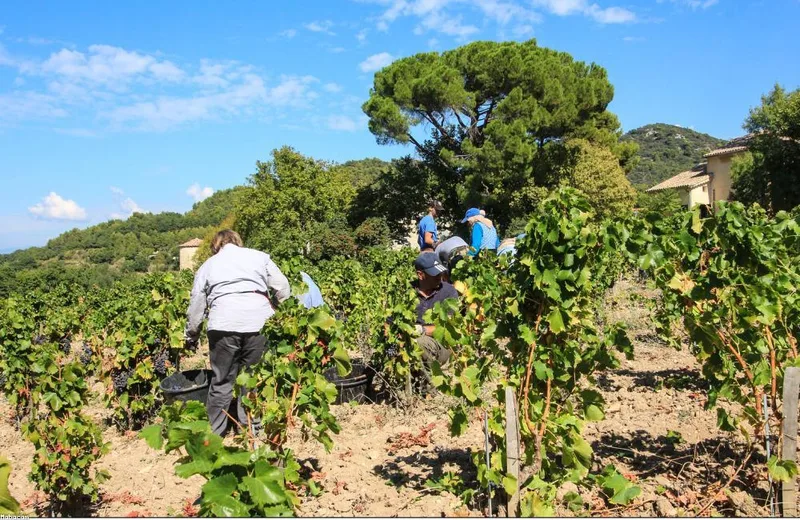 Clusters of dark grapes ready for harvest on the vine