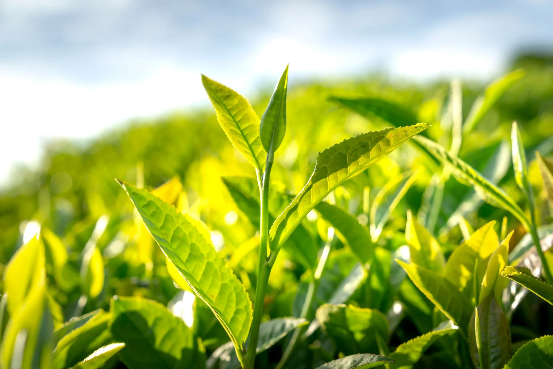 Close-up of tea leaves on a misty green tea plantation