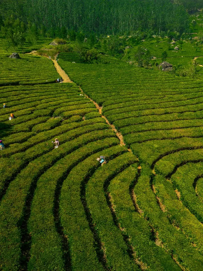 Aerial view of a lush tea plantation