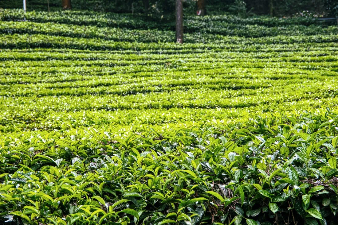 A lush green tea garden estate under an open sky