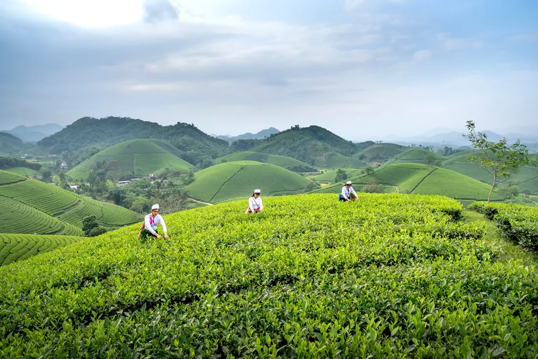 Workers picking tea leaves by hand on a green plantation