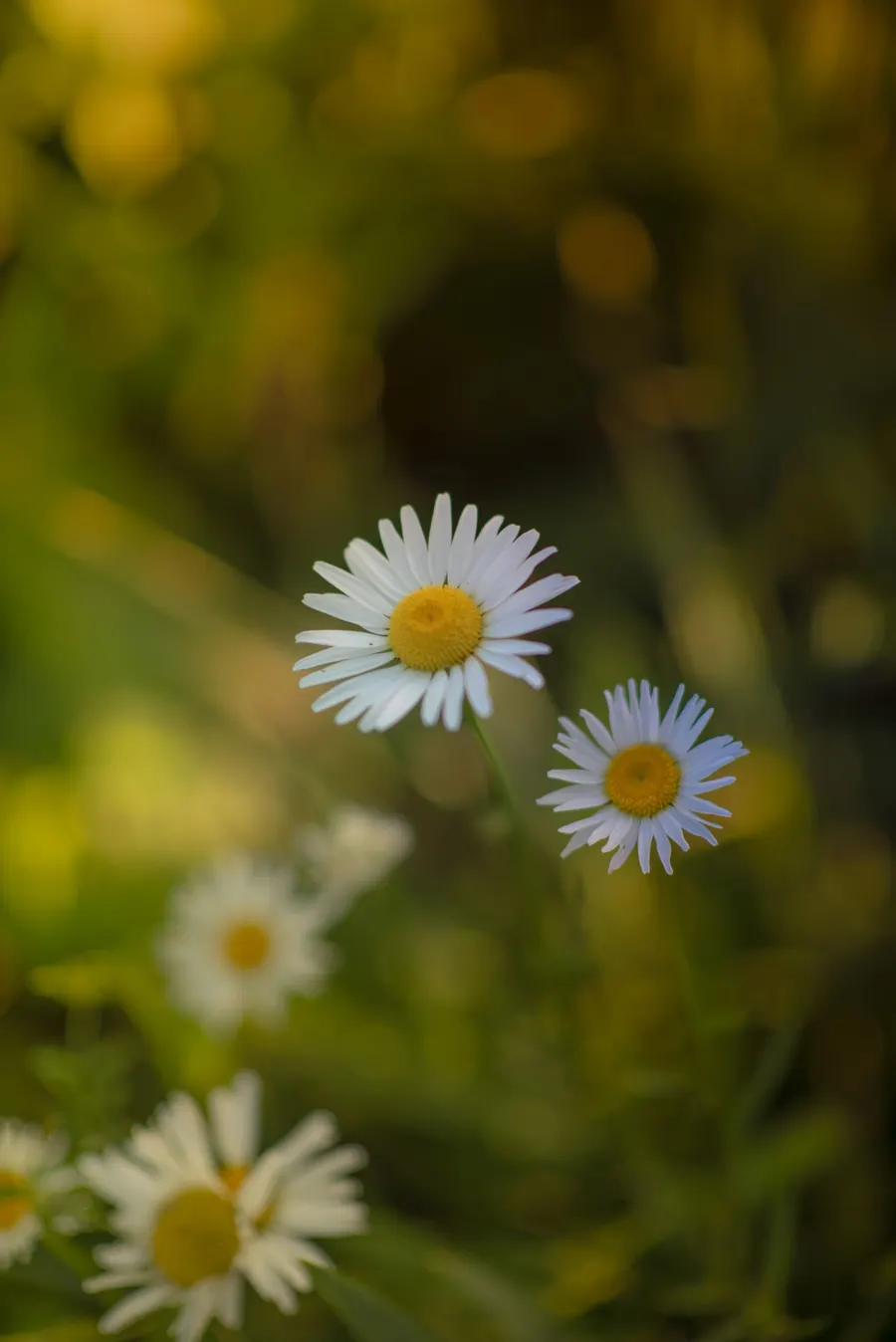 Close-up of chamomile flowers in bloom