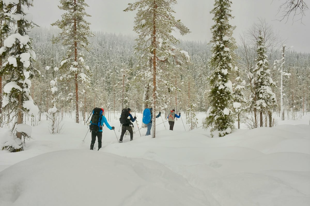 Snowshoers trekking through a snow-covered pine forest under crisp winter skies